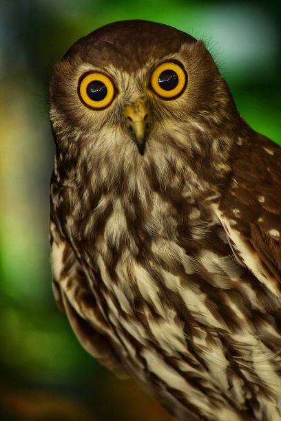 叫猫头鹰图片下载