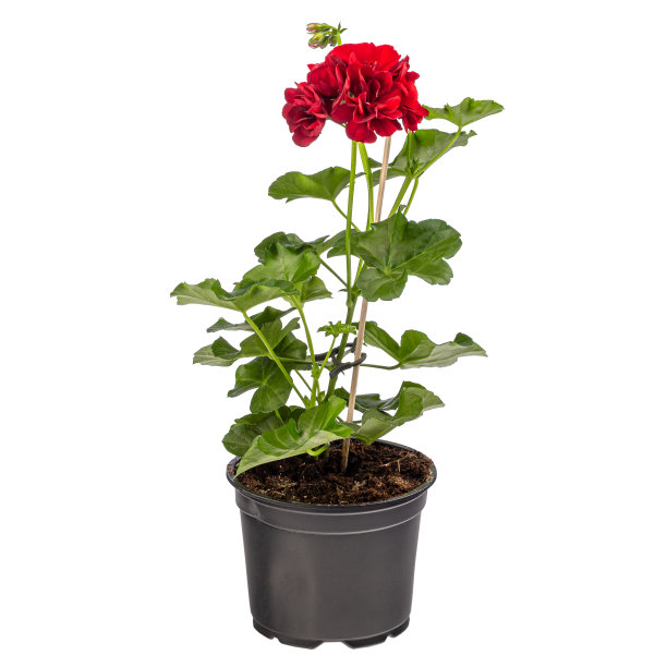 天竺葵或天竺葵花图片下载