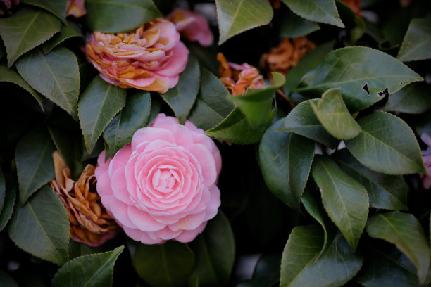 盛开的粉红色山茶花图片下载