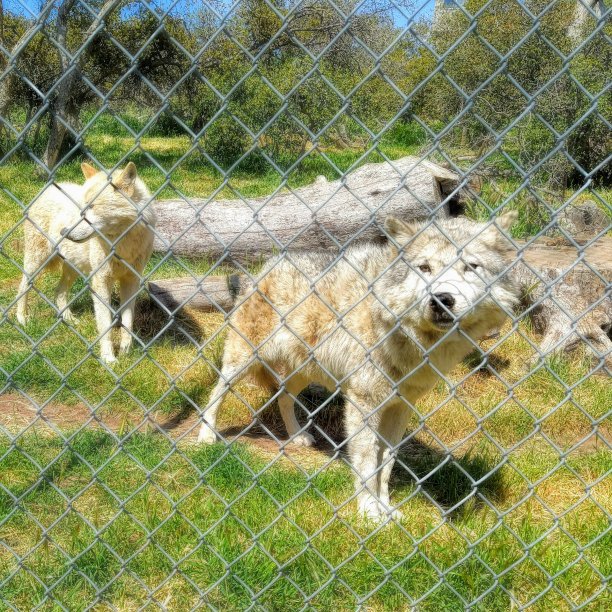 北美灰狼图片下载