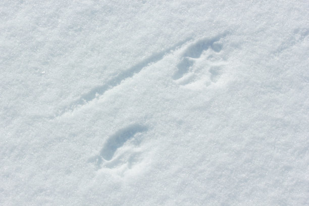 雪地上有动物的脚印图片下载