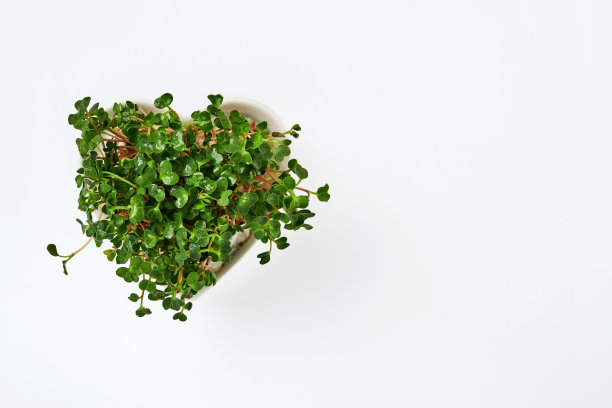 在白色背景上孤立的心形盘子中萌发的萝卜微绿。从上面俯瞰。健康饮食和地球日的概念。图片下载