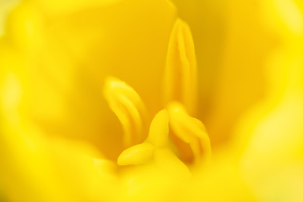 模糊的背景与黄色郁金香。极微距特写花摄影。浅景深图片下载