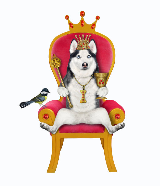 狗哈士奇戴着王冠，坐在红色的宝座上图片下载