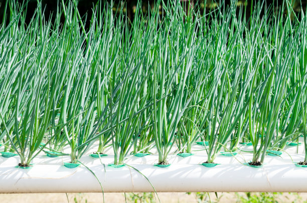 在水培农场里封闭新鲜的绿色蔬菜或韭菜图片下载