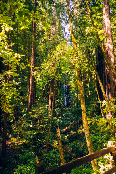 大盆地红杉州立公园图片下载
