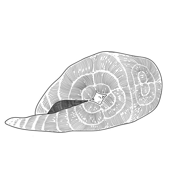 生三文鱼，水墨插画，白底纹上孤立的三文鱼牛排，雕刻风格，鱼肉片，黑白画法图片下载