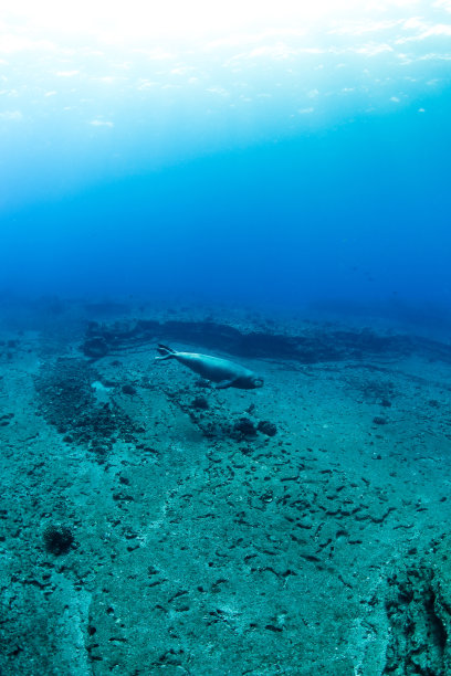 濒危的夏威夷僧海豹图片下载