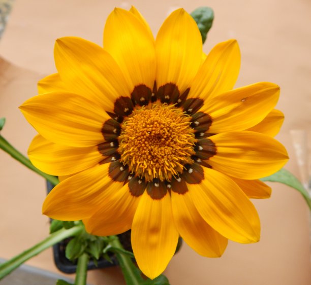 画的雏菊(菊花)，特写。原产地的花图片下载