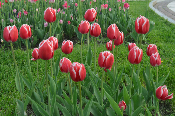 红色和粉红色的郁金香花在田野与生动的颜色。图片下载