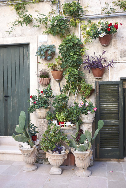 花盆中的植物图片下载