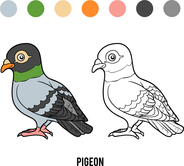 彩色书鸽子图片下载