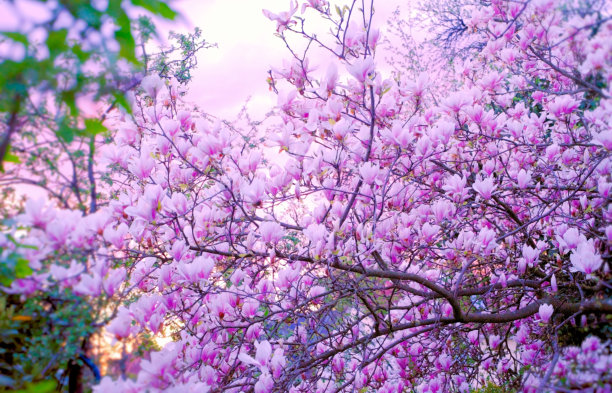 木兰花朵分支图片下载
