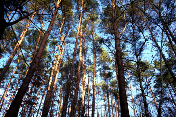 在森林深处图片下载