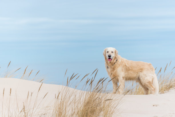 冠军白色金毛在海滩上徒步旅行图片下载