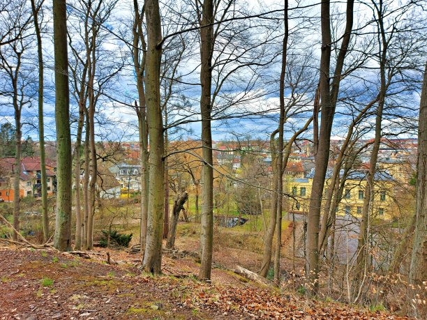 森林漫步在城市的郊区图片下载