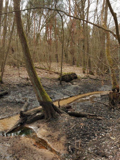 森林中的沼泽地图片下载