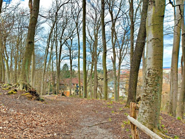 森林漫步在城市的郊区图片下载