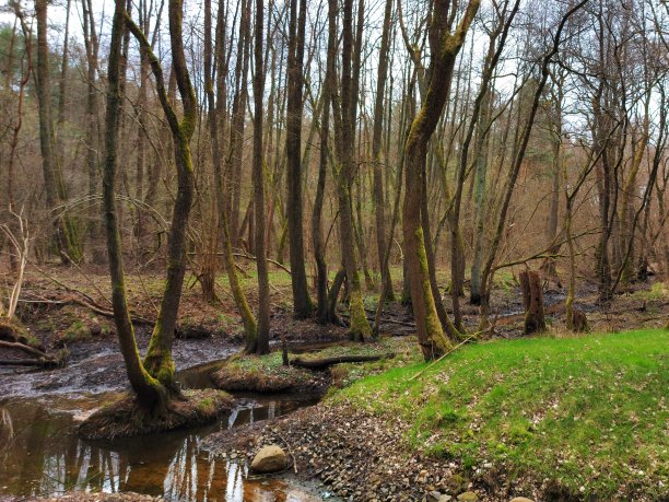 森林中的沼泽地图片下载