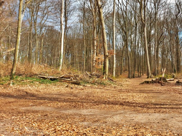 森林自然图片下载