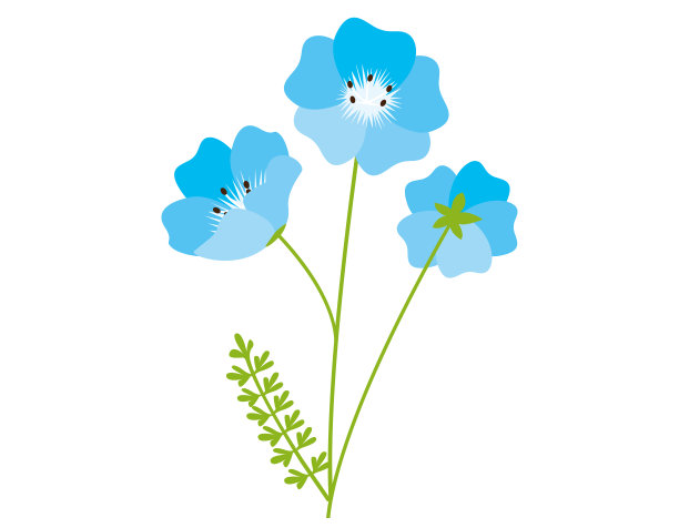 蓝色花朵的矢量插图。Nemophila。背景。图片下载
