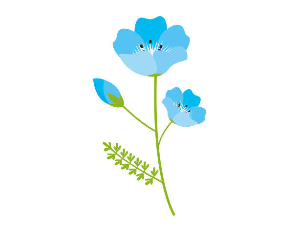 蓝色花朵的矢量插图。Nemophila。背景。图片下载