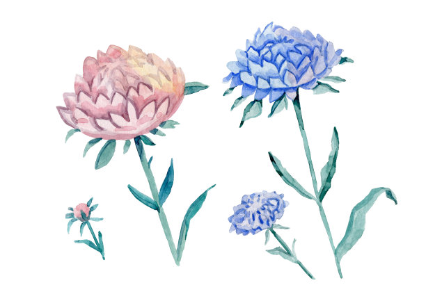 紫菀。年轻的头状花序特写镜头图片下载