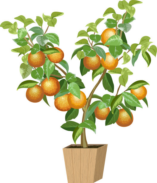 花盆里栽着一棵橘子树图片下载