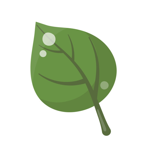 在白色背景上孤立的菩提树的叶子图片下载