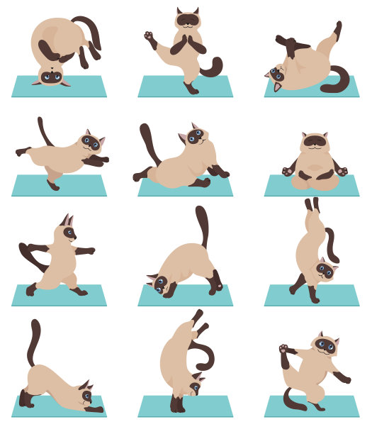猫瑜伽暹罗猫不同的瑜伽姿势和图片下载