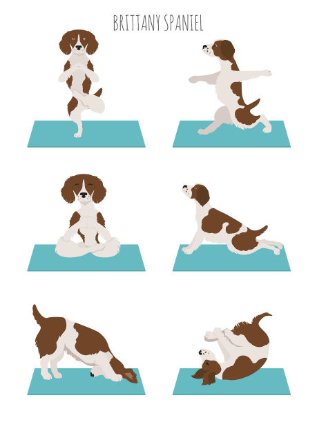 布列塔尼猎犬瑜伽瑜伽狗的姿势和图片下载