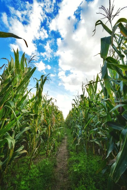在我居住的地方，一些非常高大的植物装饰着一块非常乡村的土地图片下载