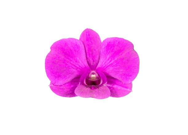 孤立在白色背景上的粉红色兰花图片下载