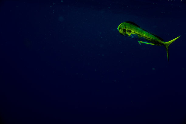 马希·马希·罗迪奥图片下载