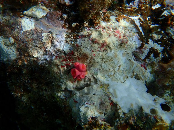 海底的太阳珊瑚或橙杯珊瑚图片下载