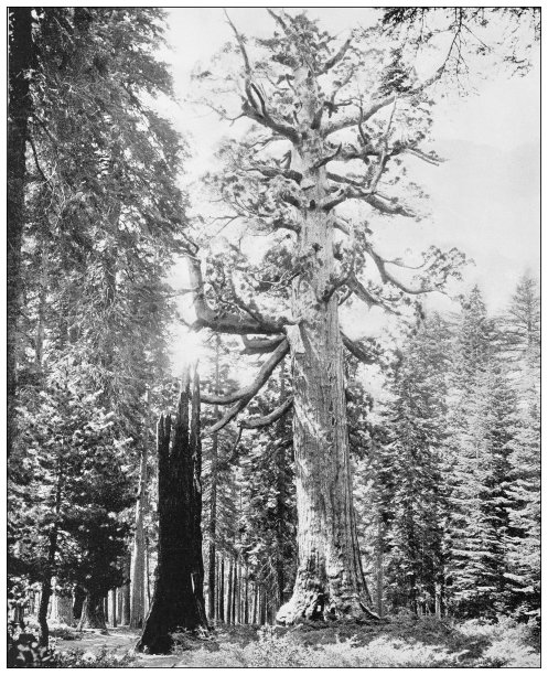 美国地标的古董黑白照片:灰熊巨大的大树，马里波萨公司，加利福尼亚图片下载