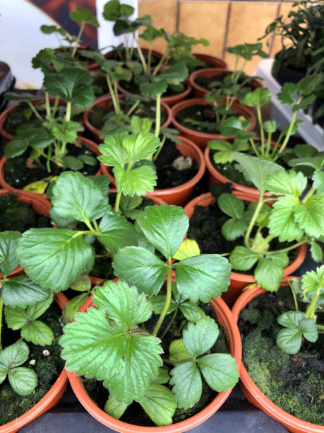 在花园中心的架子上有一排排的塑料花盆，花盆里种着有光泽的绿叶的草莓图片下载