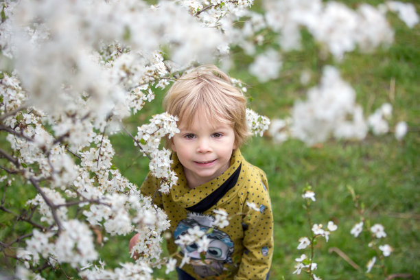 可爱的金发蹒跚学步的孩子，男孩，跑来跑去盛开的黄色灌木，春天，而下雪图片下载