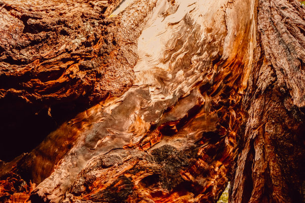 大盆地红杉州立公园图片下载