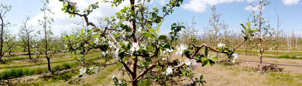 苹果树被花覆盖，全景图像图片下载
