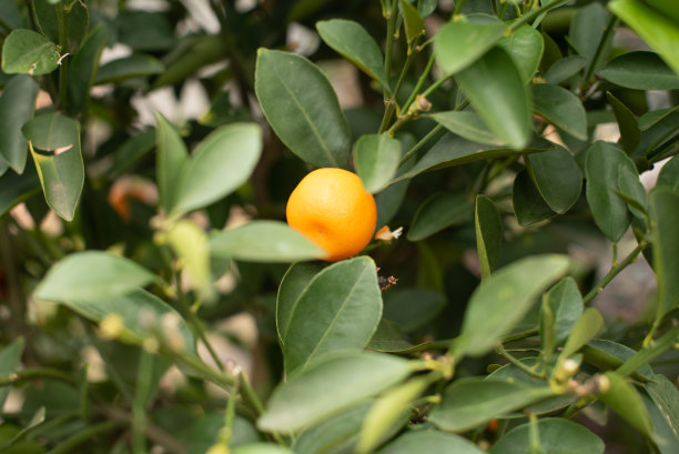 结满果实的橘子树图片下载