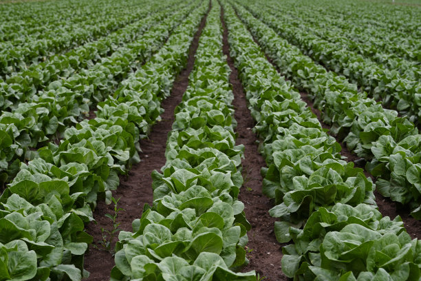 春天的莴苣田图片下载