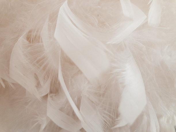 白色的羽毛图片下载