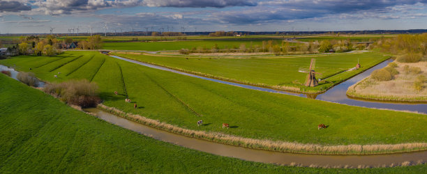 全景鸟瞰图农业田园风光与奶牛，风车。历史悠久的水斗磨和自然农业景观，Wilstermarsch，石勒苏益格-荷尔斯泰因，德国。图片下载