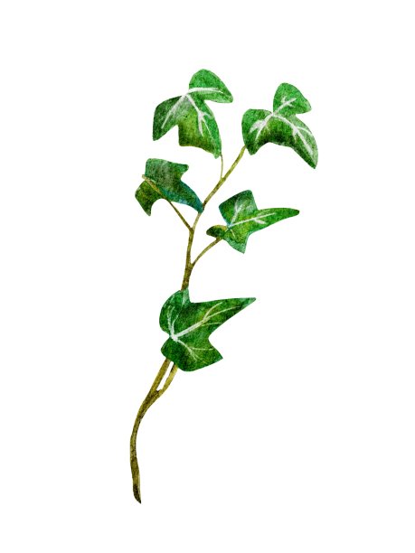 数字植物学插图与绿枝蕨类植物，常春藤图片下载