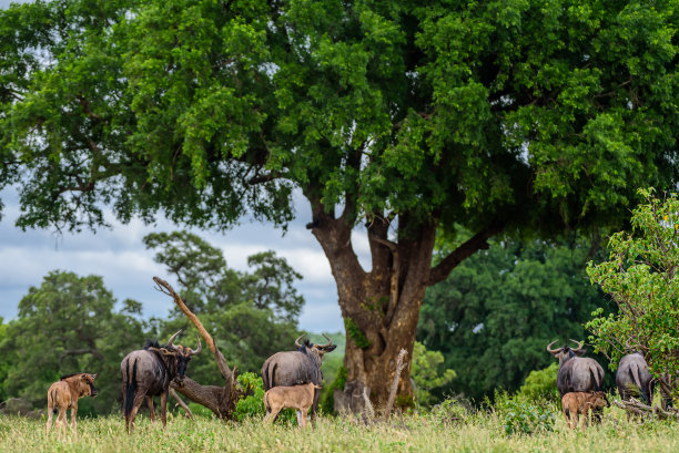 蓝色角马(赏金牛羚)，也被称为普通角马在克鲁格NP，南非。图片下载