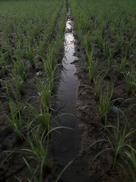 早上稻田里的水稻和积水图片下载