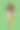 手绘纹理冰淇淋孤立在绿色背景。美味酥脆的冰淇淋加上巧克力糖衣。用于海报，室内，菜单，餐厅，卡片，小册子，传单，印刷，纺织品，横幅图片下载