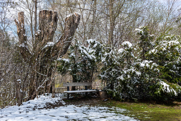 爱德华花园的春天，多伦多，加拿大图片下载