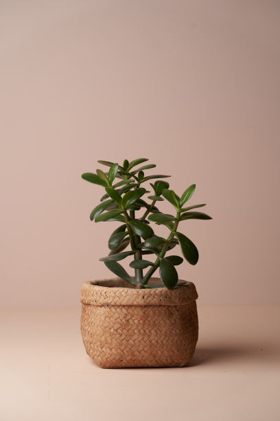 粉彩背景上的盆栽陶瓷花盆图片下载